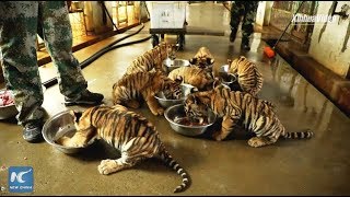 တရုတ်နိုင်ငံရှိ ကမ္ဘာ့အကြီးဆုံး ဆာဘီးယားကျားမွေးမြူစောင့်ရှောက်ရေးစင်တာ screenshot 3