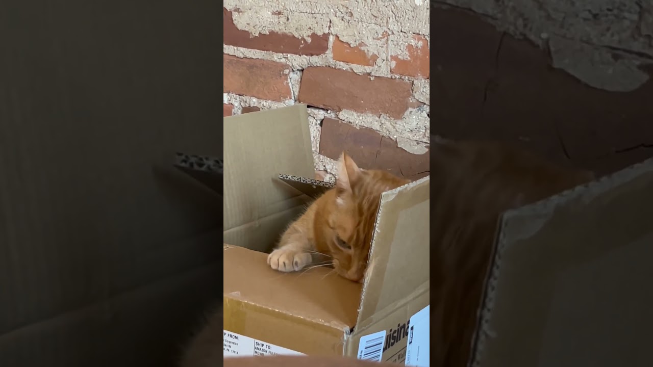 Box inspector 