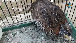 PIKAT burung puyuh Tipe 11 . Harga 60 Juta😆