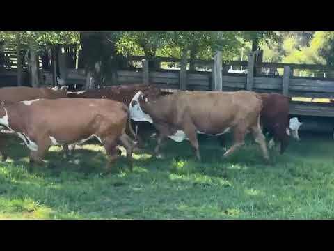 LOTE SB03 - 9 VACAS BRAFORD B PRENHES GER. 16/17/18/20/21/22 - ESTÂNCIA SÃO BENTO