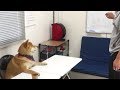 次の新しいオヤツについて打ち合わせをする柴犬　Shibe had a meeting with his owner about his new snack.