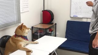 次の新しいオヤツについて打ち合わせをする柴犬　Shibe had a meeting with his owner about his new snack.