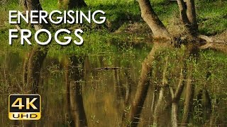 4K Energising Frog Choir - Relaxing Frog Sounds & Ultra HD Nature Video - Croaking Chorus - 2160p