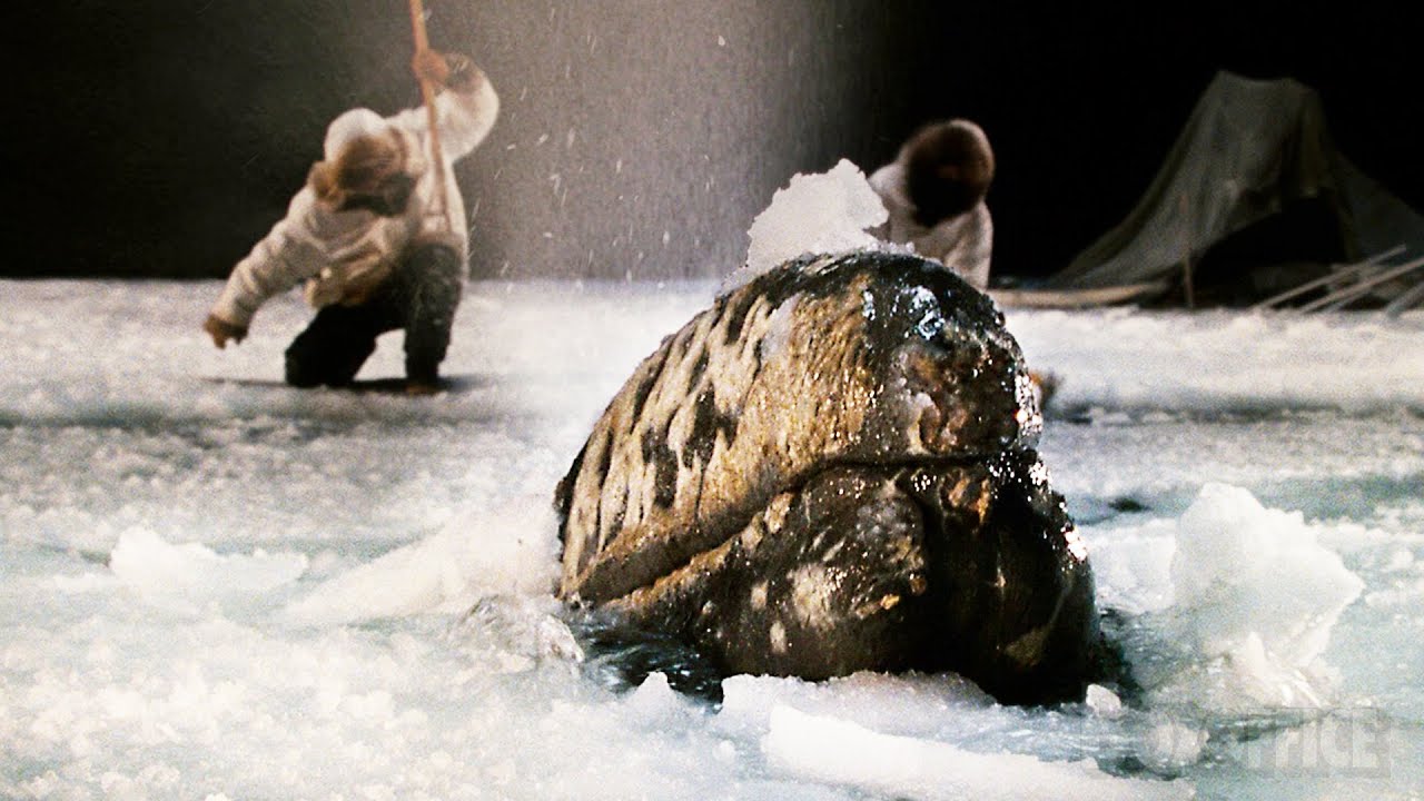 Desperate whales stuck in ice by night | Big Miracle | CLIP