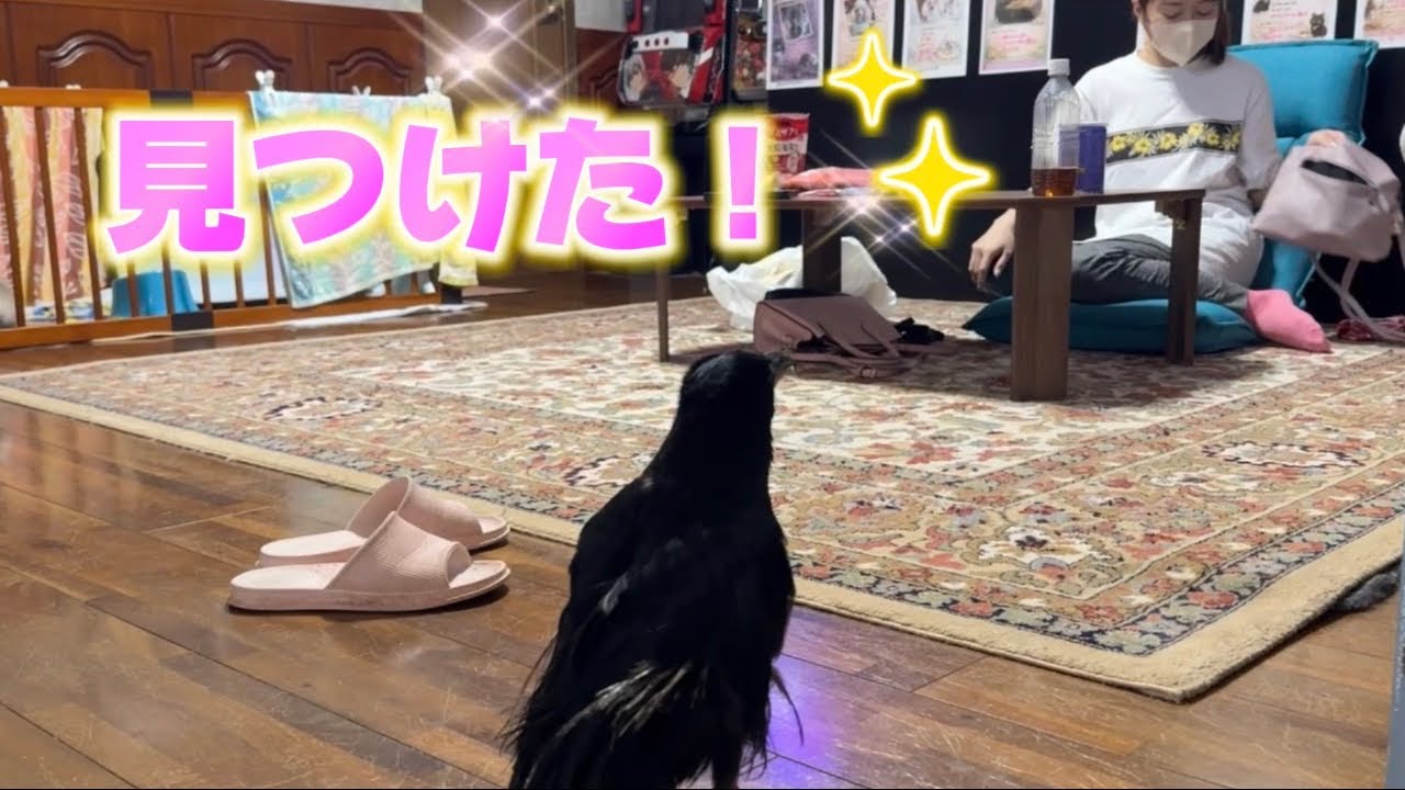 大好きなママに早く会いたくて急ぐカラスのささみ - YouTube