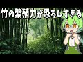 繁殖力がヤバすぎる「竹」の生態と恐ろしさ【ずんだもん解説】