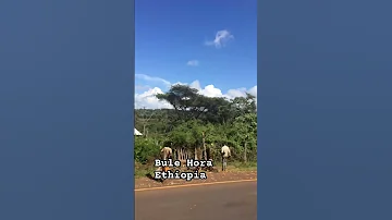 Bulehora Ethiopia Green 