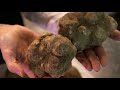 The finest italian truffle dealer: a day during truffle season (SUB ENG)