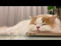 🍋このふてぶてしさが癖になる...(過去映像ロングver)