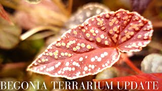 Begonia Terrarium Update