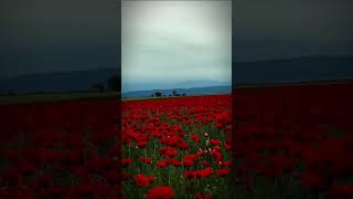 #shorts #surprise #shortsvideo #reels #corcmargo #poppy_field #flowers #beauty #corc #relax #respect