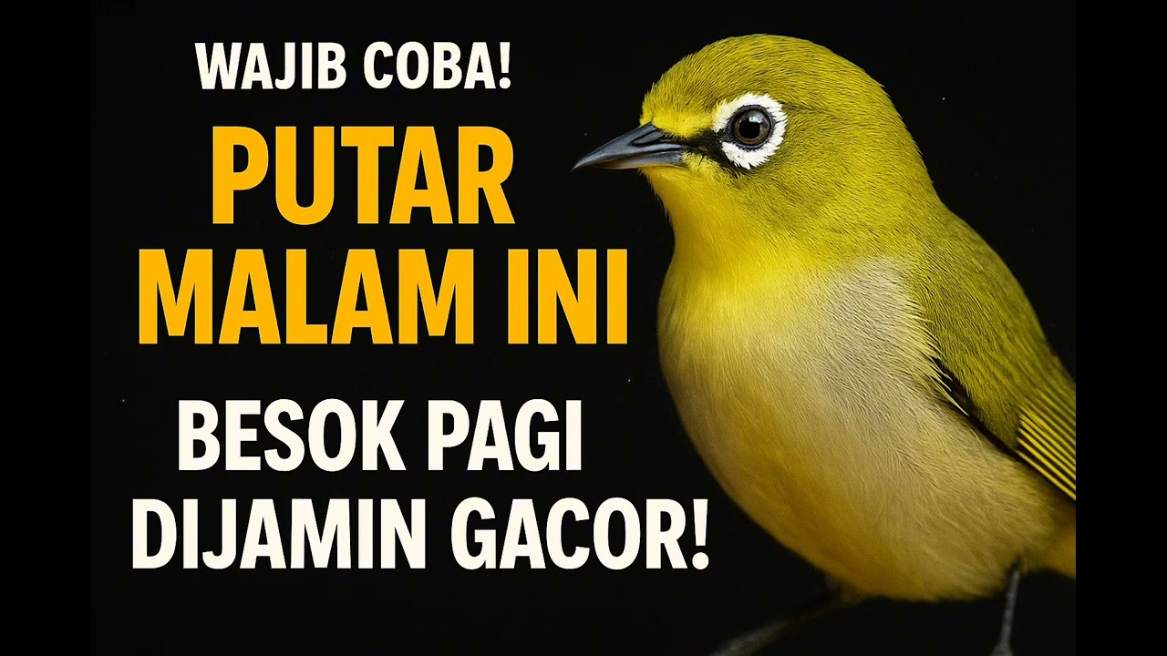 Paling Dicari! Masteran Pleci Malam Hari Full Auto Ngriwik!