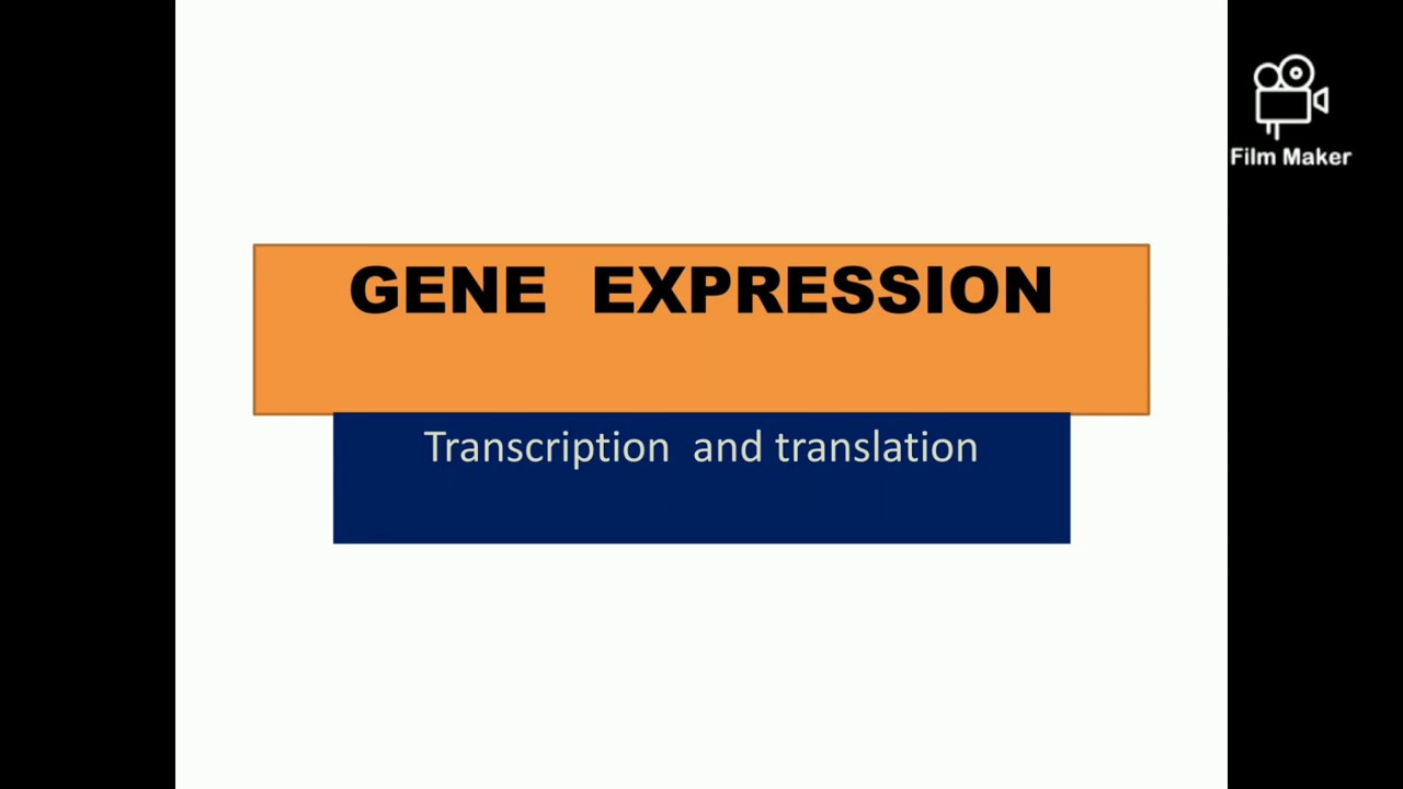 Gene expression part1 YouTube