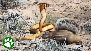 Brave Mama Squirrel Fights Cobra
