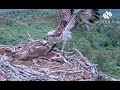 Affric (Blue 152) nips YP as he tries to steal her fish on the Loch Arkaig Osprey nest 27 Jul 2021