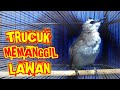 Trucuk Memanggil Lawan Ampuh Untuk Memancing Trucuk Biar Gacor Mp3 - Mp4 Download