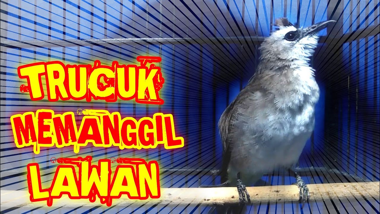 Trucuk Memanggil Lawan Ampuh Untuk Memancing Trucuk Biar Gacor