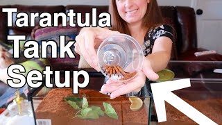 New Tarantula Tank Setup - Rehousing Ophelia