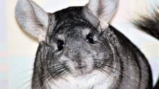 Choosing the Perfect Name for Your Chinchilla: The 30 Best Names 🐭✨ by 1minanimals 18 views 11 days ago 4 minutes, 44 seconds