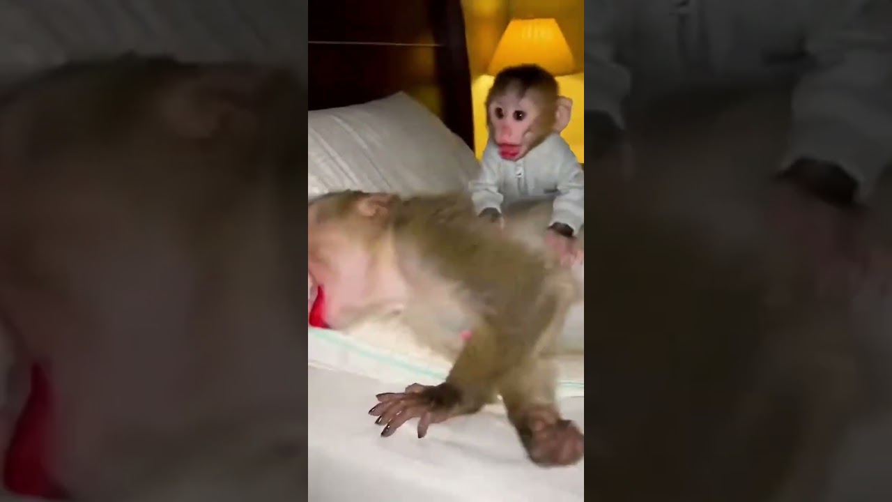 🤭Baby kisses his Mama Monkey  😂😂😂 