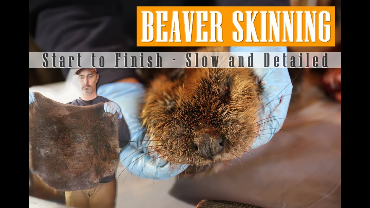 How to Skin a Beaver Slow and Detailed From Start to Finish YouTube