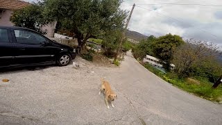 Dog Bite