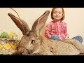 Cute Babies and Rabbits #2 |  Funny Babies and Animals
