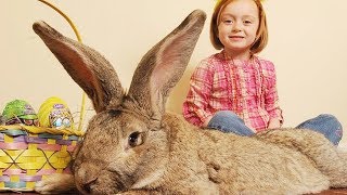 Cute Babies and Rabbits #2 |  Funny Babies and Animals by Fails 4 Fun 34,575 views 4 years ago 2 minutes, 40 seconds