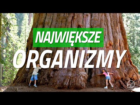 Wideo: Rodzina Jest Jak żywy Organizm