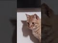 🐈🐈🐈🐈🐈🐈🐈🐈🐈🐈🐈🐈🐈🐈🐈🐈🐈🐈🐈🐈🐈🐈🐈🐈🐈🐈🐈🐈