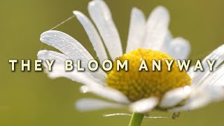 The Flower Blooms Where It Is easternwhispers 