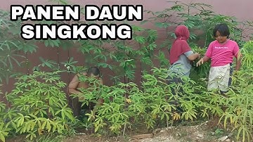 panen daun singkong muda seger banget