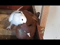 Красный голубь хочет занять свое место/Dove wants to take its place