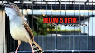 CIBLEK SEMI GACOR AMPUH UNTUK PANCINGAN CIBLEK BAHAN DAN MASTERAN CIBLEK MACET SEKETIKA NYAUT