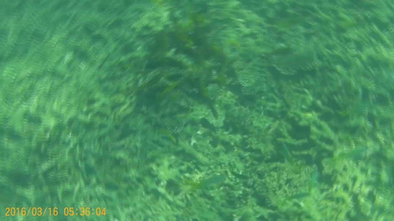 Shark Bay, Koh Tao, snorkling, 16-Mar-2016, SJ5000X