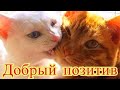 Смешное про животных|Приколы с котами| Видео про котов| Кошки|Позитив|Создай себе хорошее настроение