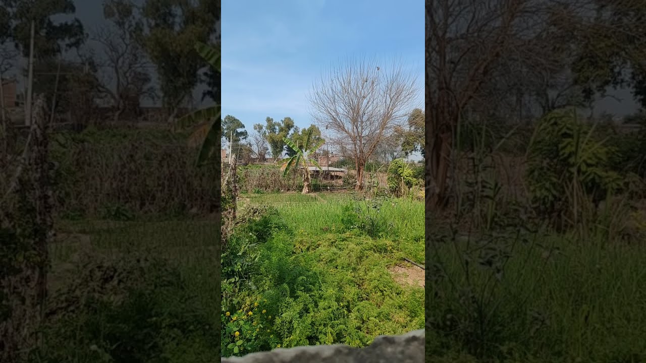 Silent Car drive  is live