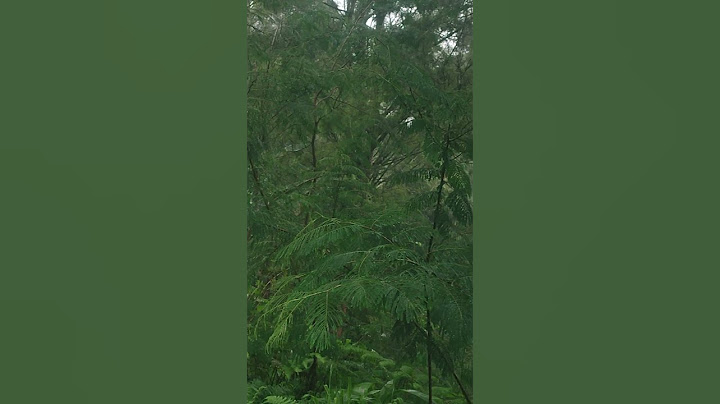 Rain Falling in the Middle of the Wild Woods - Nature ASMR #relaxingnatureambience #raininforest
