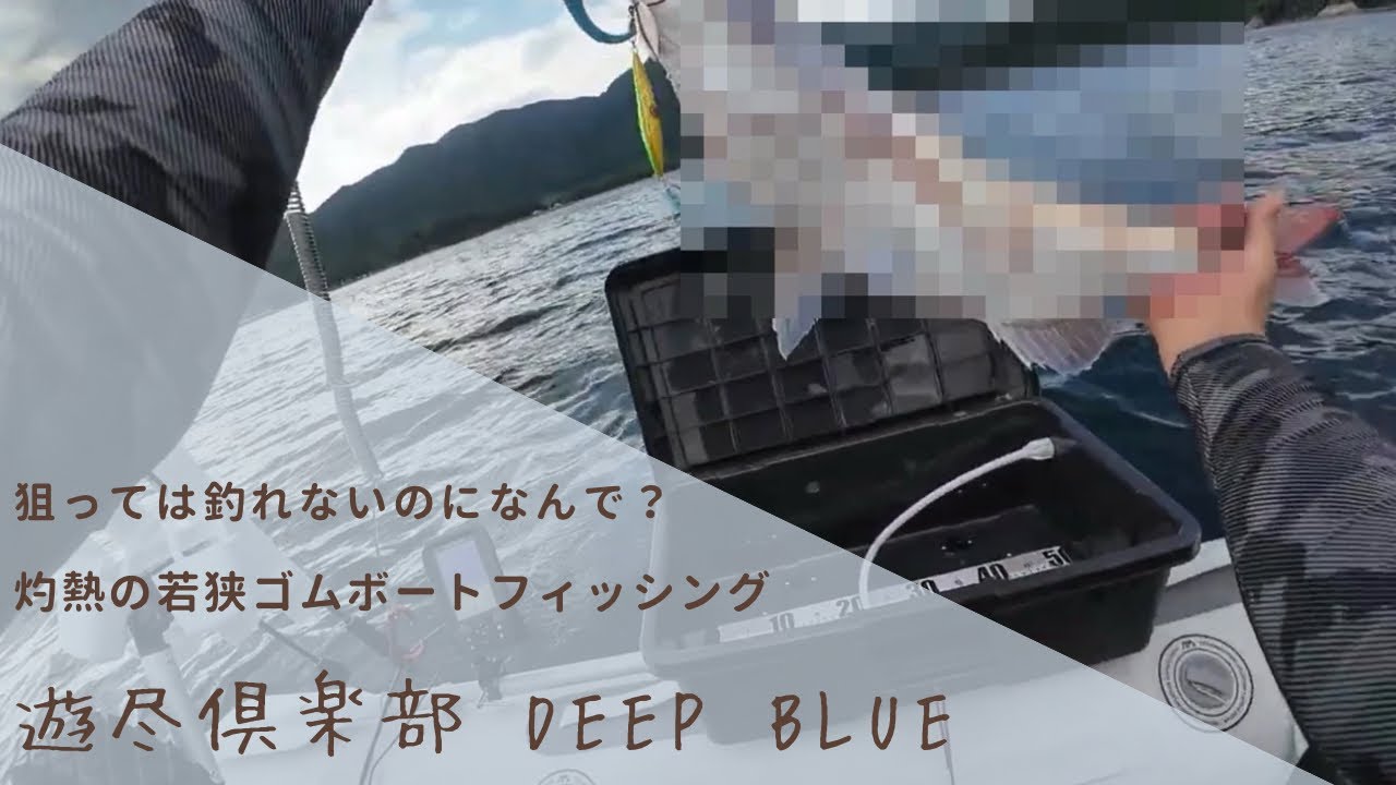 灼熱の若狭ゴムボートフィッシング アレが釣れるなら暑くても浮いてやる！！