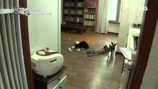 순간 포착 세상에 이런 일이 130808 #16(8)