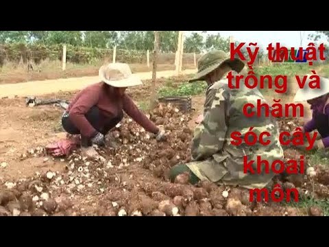 Video: Trồng cây trốn - Chăm sóc cây trốn và mẹo thu hoạch cây trốn