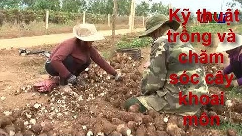 Kỹ thuật trồng và chăm sóc cây khoai môn