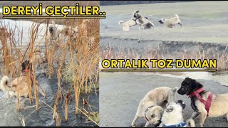 Duman Ve Beraz Kurtlarin Peşi̇nden Gelen Köpeklerle Bi̇rbi̇rleri̇ne Gi̇rdi̇ler Ortalik Bi̇ Anda Karişti