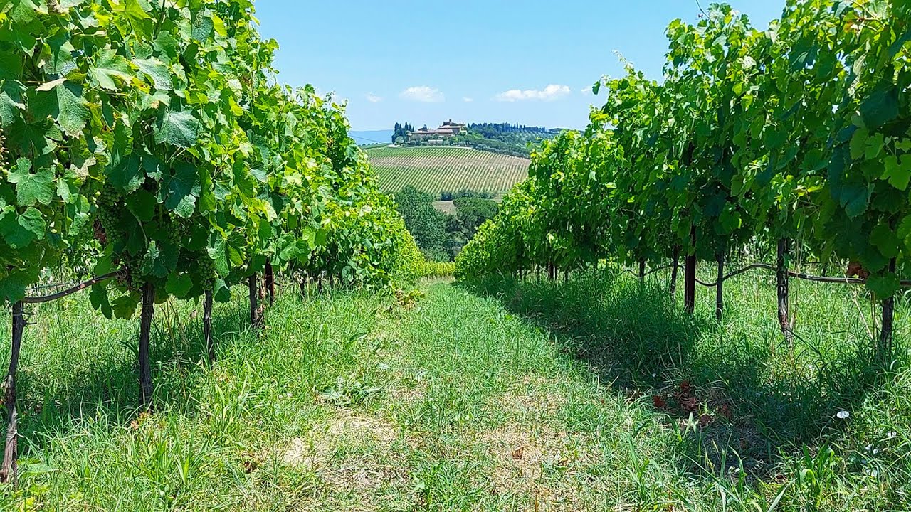 Summer Vineyard Ambience with Soothing Birdsong Nature Sounds