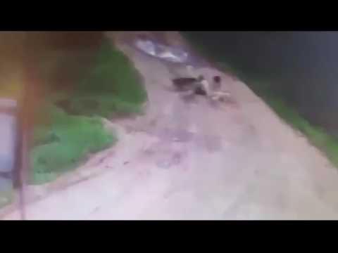 Лев загрыз мужчину фото трупа