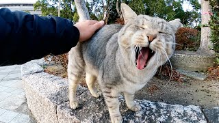 【シャチホコ猫】尻尾の付け根をモフられるのが大好きなサバトラ猫ちゃん