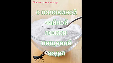 Как избавиться от летающих муравьев в доме - из жизненного опыта