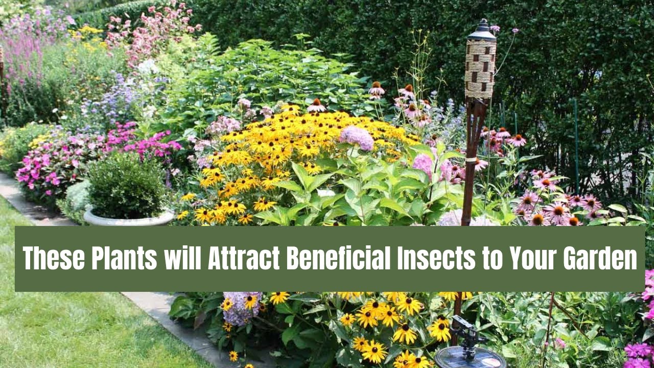 10 Incredible Plants That Attract Beneficial Insects To Your Garden ...