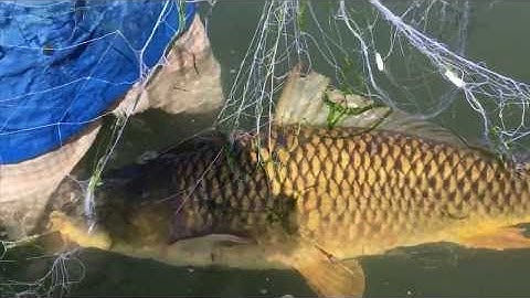 Miền bắc ngập lụt thả lưới đêm và cái kết quá bật ngờ