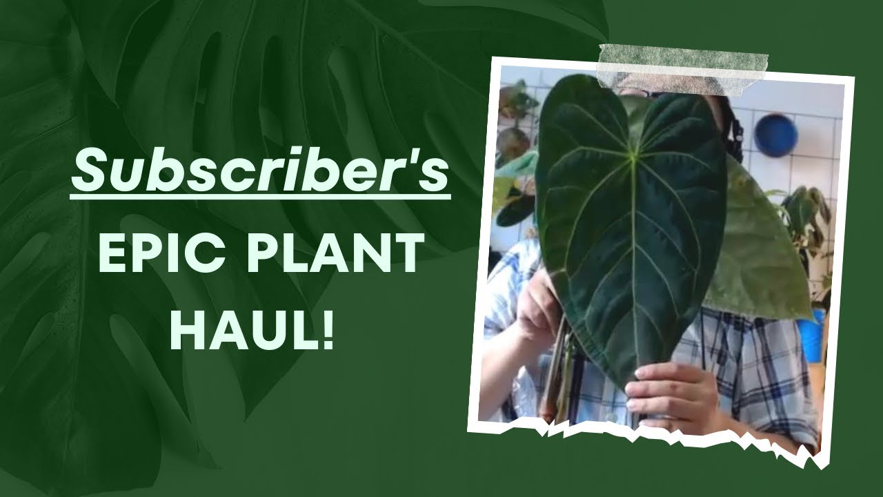 Subscriber's Ecuagenera Unboxing: What Did He Get? 🤔🌿 | Unboxing Orchids, Philodendrons & More 🌴🎥